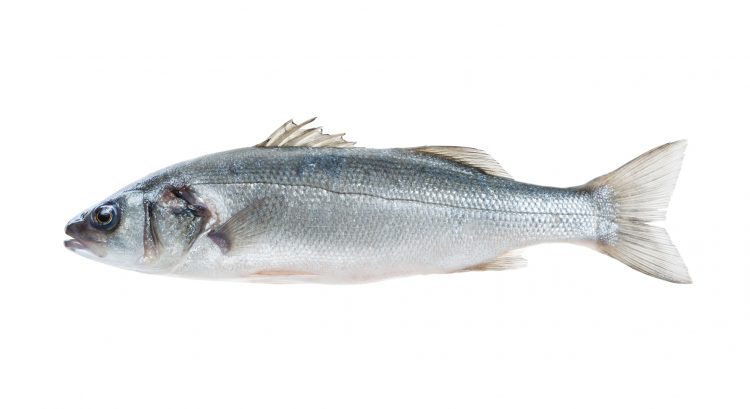 prodotti_branzino_750x0_c_default.jpg prodotti_branzino_750x0_c_default.jpg