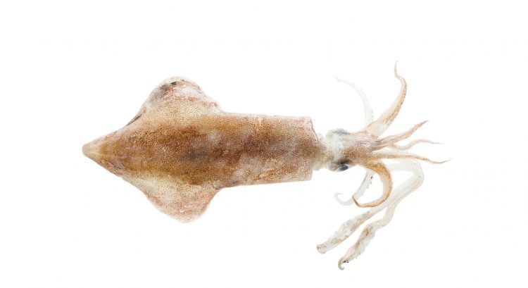 prodotti_calamaro_750x0_c_default.jpg prodotti_calamaro_750x0_c_default.jpg