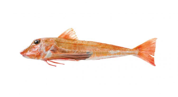 prodotti_gallinella_750x0_c_default.jpg prodotti_gallinella_750x0_c_default.jpg