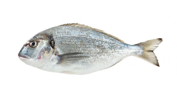 prodotti_orata_750x0_c_default.jpg prodotti_orata_750x0_c_default.jpg