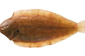 prodotti_sogliola_750x0_c_default.jpg